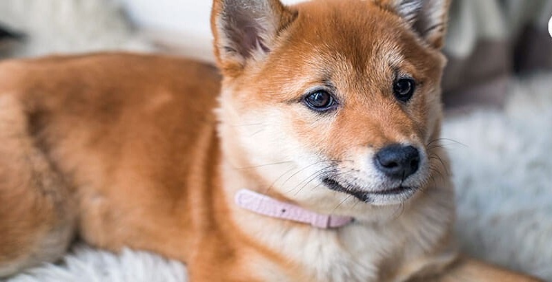 Royaume-Uni : explosion des vols de chiens suite aux restrictions anti-Covid