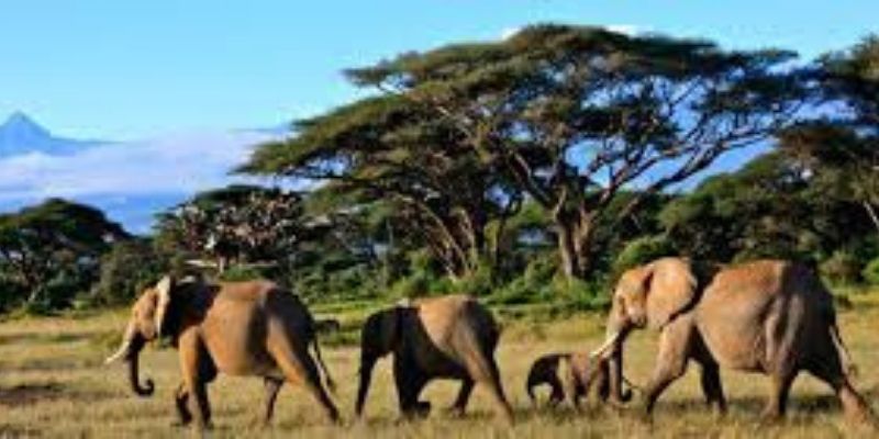 Kenya : la pandémie de Covid-19 menace la faune sauvage