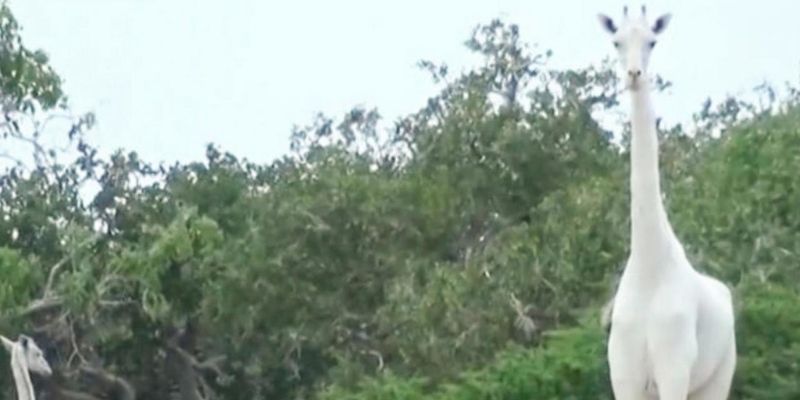 Kenya : sauver la dernière girafe blanche quoi qu’il en coûte