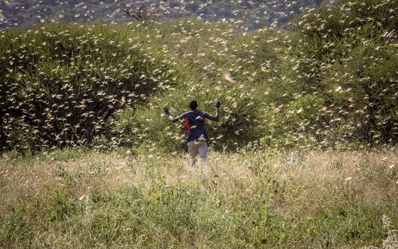 L’Afrique de l’Est tourmentée par la pire invasion de criquets depuis 70 ans