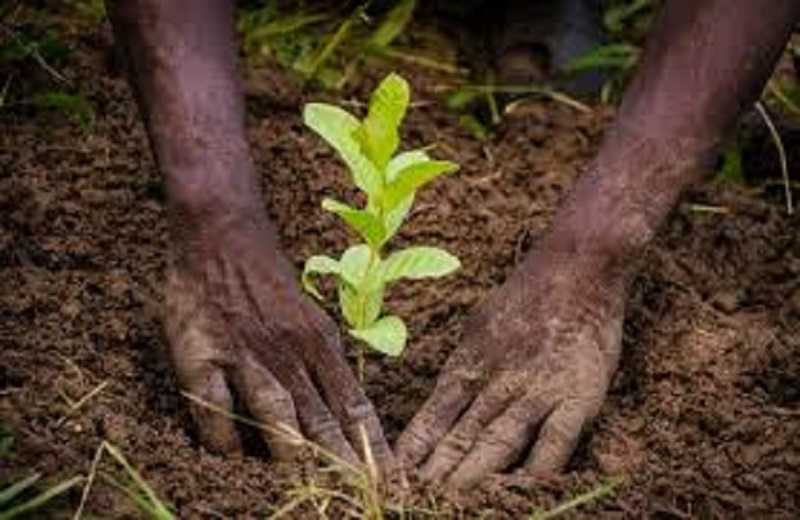 Togo : le projet de reboisement des berges du fleuve Haho démarré