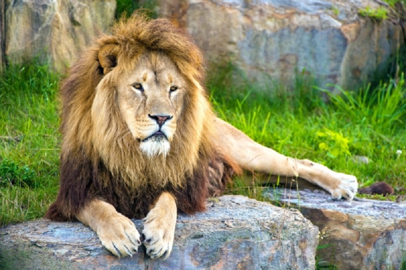 Kenya : un lion échappé d’un parc est activement recherché