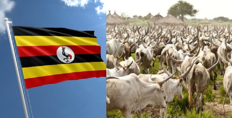 L’Ouganda instaure des actes de naissance pour les vaches des agriculteurs