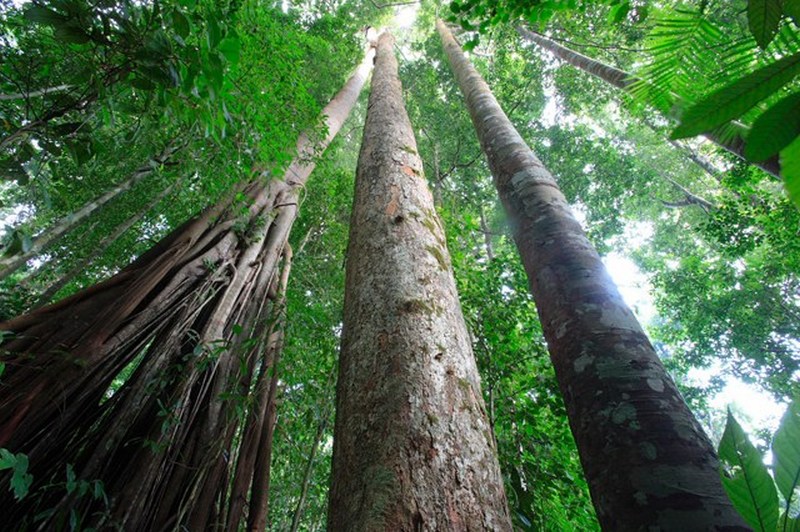 La Norvège va payer 89,2 milliards FCFA au Gabon pour ne pas déforester