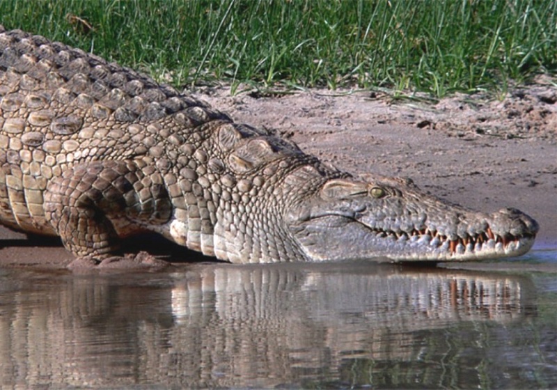 Inde : un village prend un crocodile en otage et demande une rançon