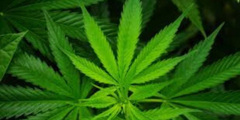 La Zambie autorise la culture et la transformation du cannabis