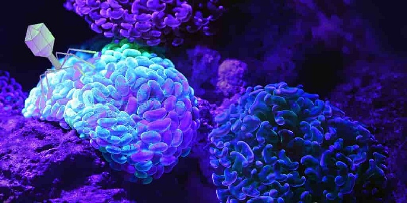 Cet aliment «impérial» aide à lutter contre le cancer, selon un expert