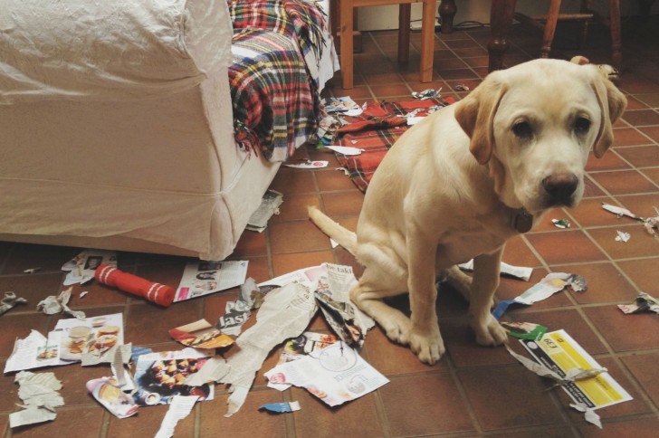 La chienne d’une famille endettée saisie et vendue sur internet