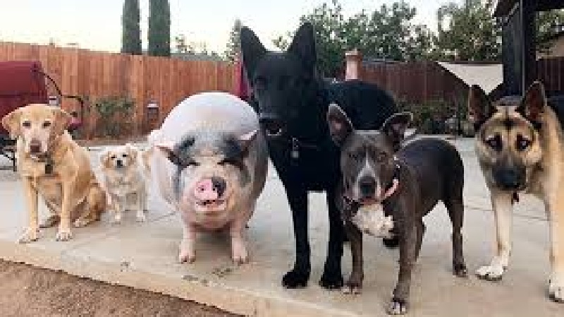 La différence entre chiens et cochons tient dans cette énigme