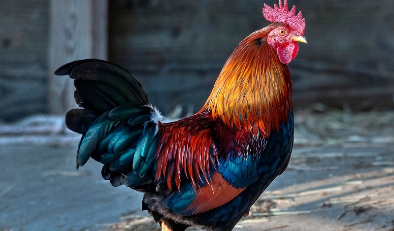 La police d’une ville américaine recherche un coq terrorisant les clients d’une banque