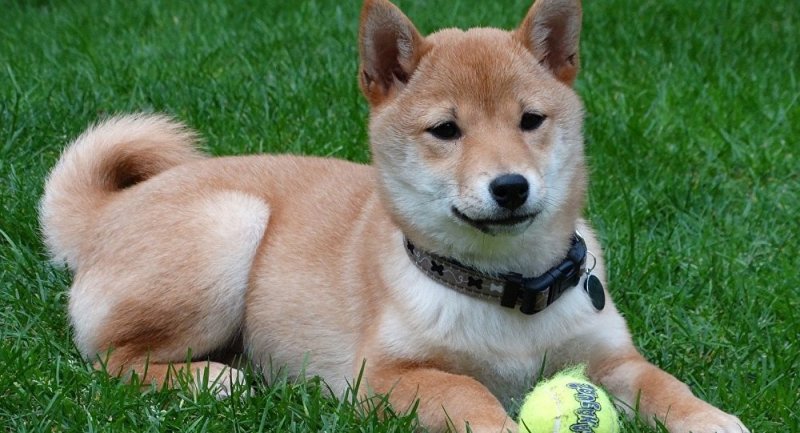 La salive des chiens et des chats peut s’avérer très dangereuse pour l’homme : voici le pourquoi