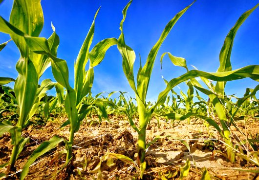 La sécurité alimentaire de la CEDEAO passe aussi par Lomé