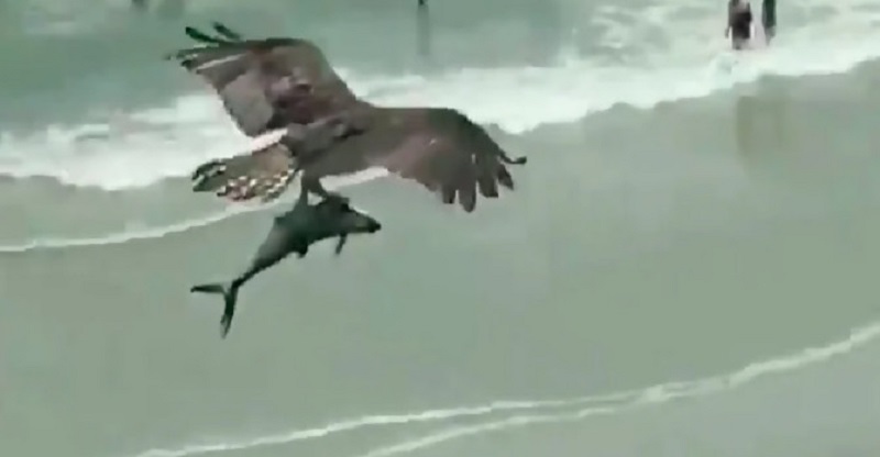 La vidéo d’un oiseau volant avec un requin dans ses griffes fait le tour du web