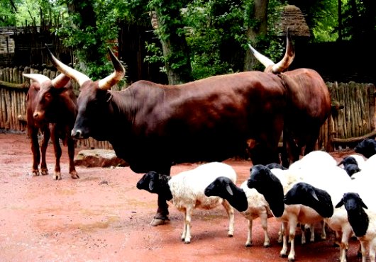 L’agro-pastoralisme n’a jamais été aussi simple dans la Kara avec le FAIEJ !