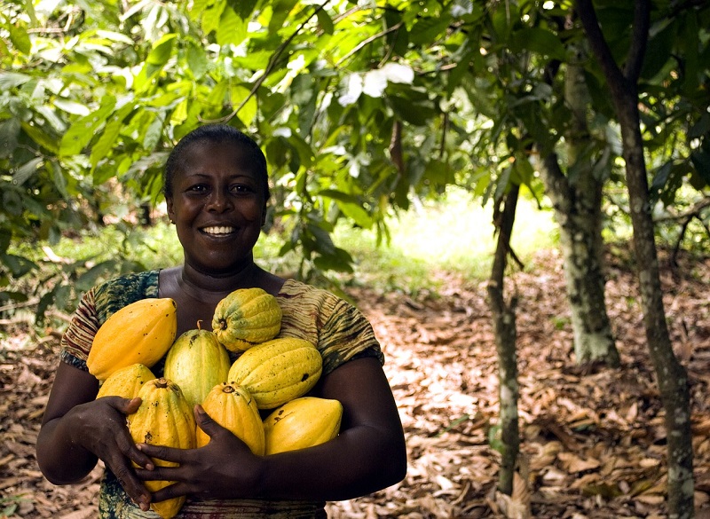 Côte d’Ivoire : Alassane Ouattara annonce la hausse des prix du cacao au planteur