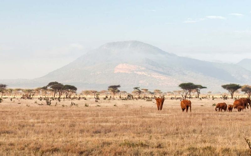 Le Kenya fait face à une nouvelle invasion de criquets