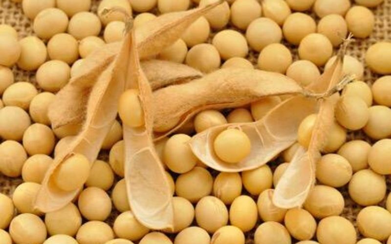 Togo : l’agriculture biologique, le secteur de l’avenir