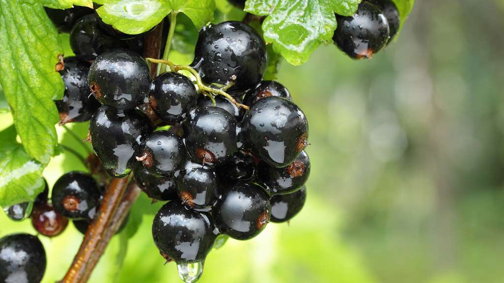 Les 6 fruits les plus riches en vitamine C