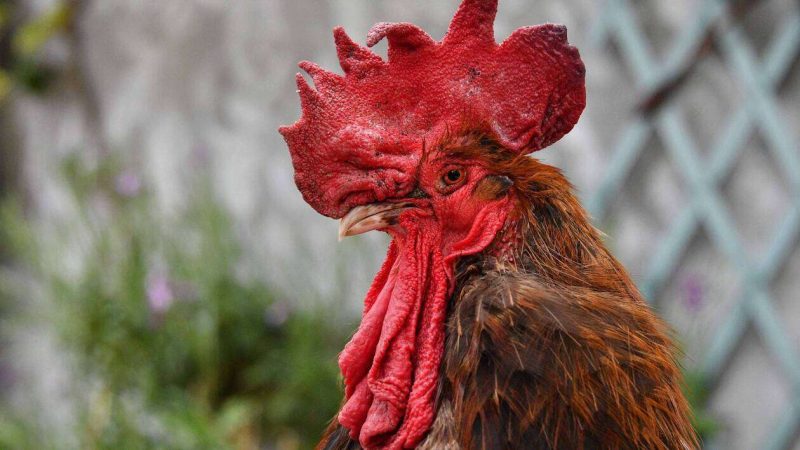 Le coq Maurice accusé de nuisance sonore gagne son procès et peut continuer à chanter