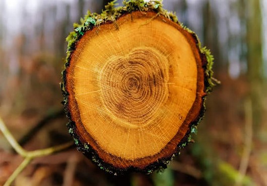 Le domaine forestier au Togo sécurisé