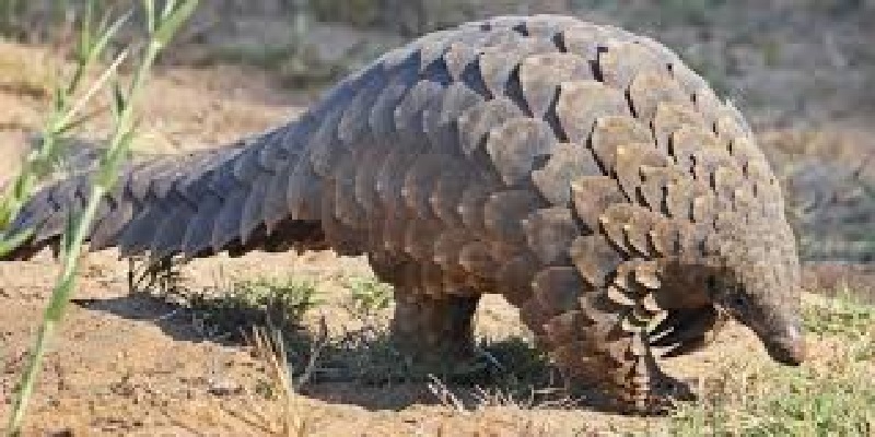 Le pangolin, l’animal le plus braconné au monde