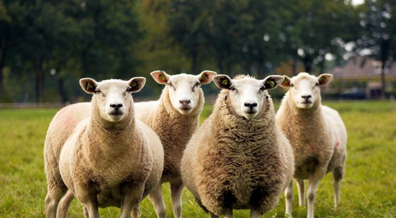 Le parking d’un McDonald’s au Pays de Galles envahi par des moutons (photo)