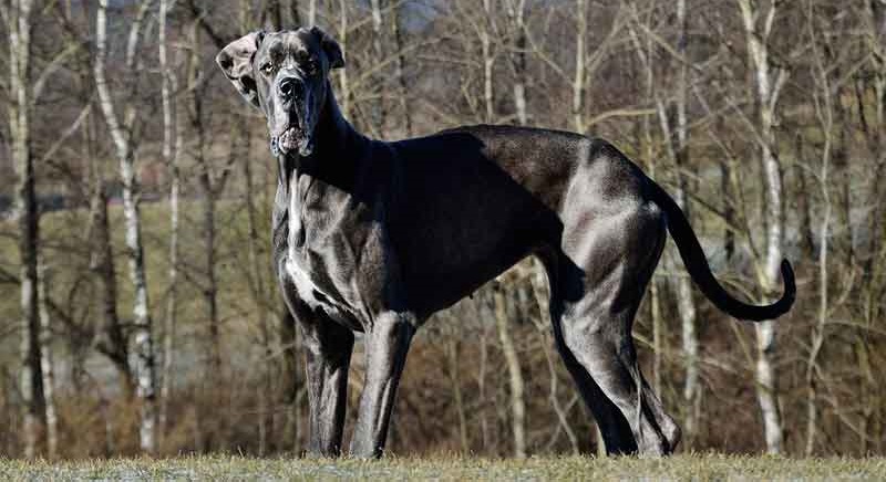 Le plus grand chien du monde établit un nouveau record (photos)