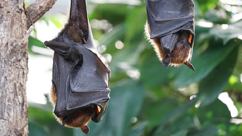 Le point commun entre les hommes et les chauve-souris, selon la science