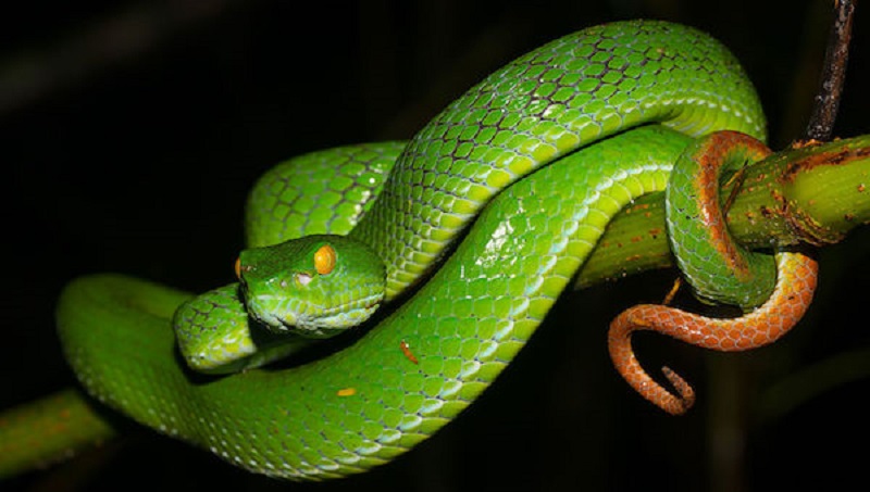 Un propriétaire de 25 serpents tué par l’un de ses protégés