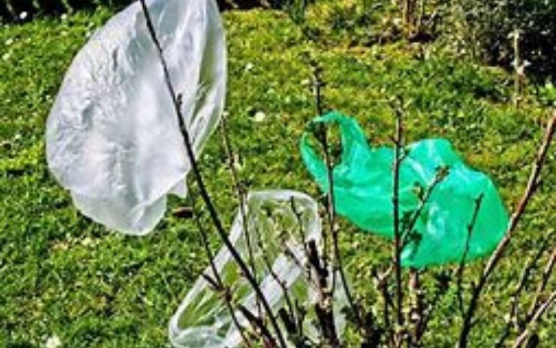 Le sac plastique serait le meilleur sac pour l’environnement