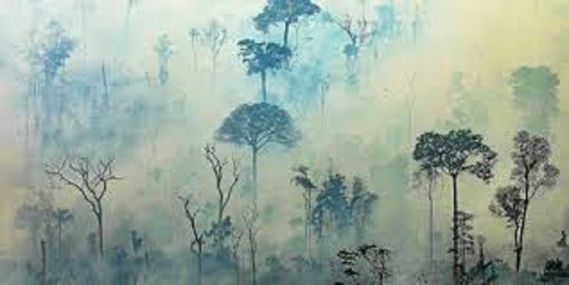 Le soja et la viande de bœuf seraient-ils responsables des incendies qui ravagent l’Amazonie ?