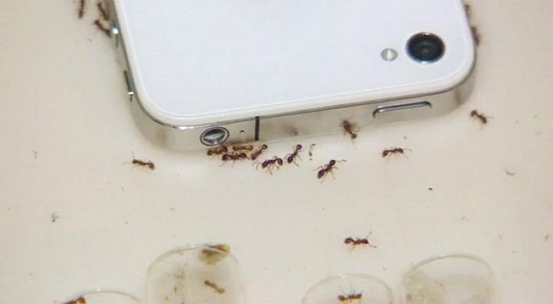 L’effet du téléphone portable sur les fourmis fait froid dans le dos
