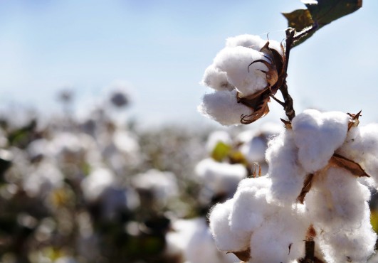 Les acteurs de l’or blanc en conclave à Atakpamé