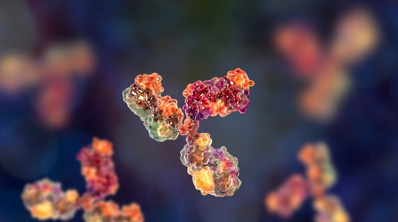 Les anticorps contre le coronavirus restent plus longtemps après l’infection