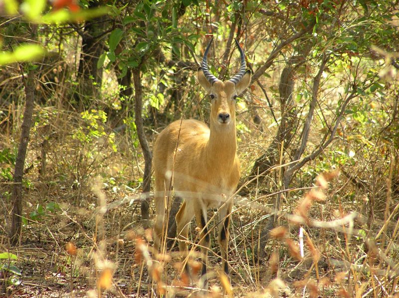 Togo / Environnement : des acteurs de la protection de la faune et de la flore en formation à Lomé