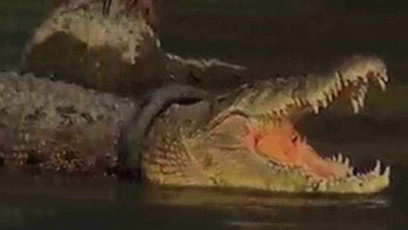 Les autorités indonésiennes offrent une récompense  pour  retirer un pneu du cou d’un crocodile géant