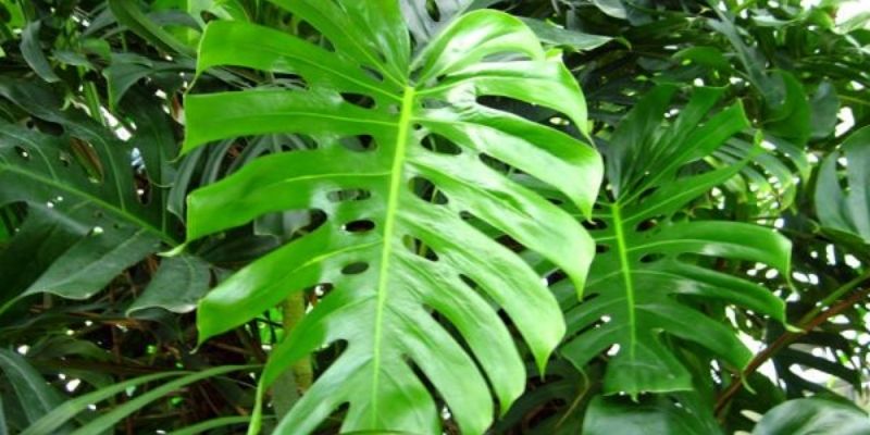 Les infusions à base de ces plantes élimineraient la covid-19