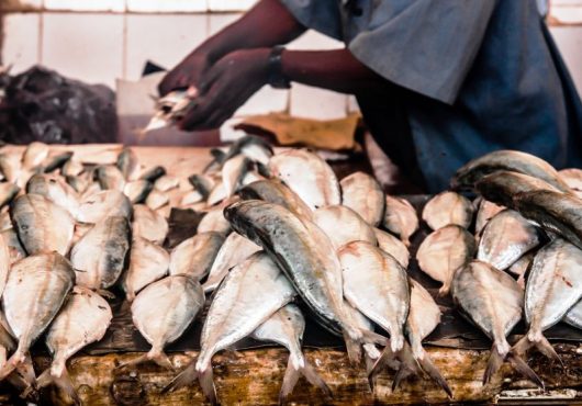 Les poissons n’ont pas de frontière