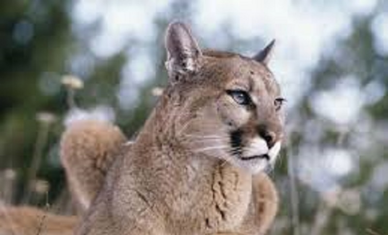 Les propos d’un homme face à un Puma : « Allez mon pote ! J’ai pas envie de mourir aujourd’hui»