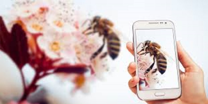 Les téléphones portables, une cause de la mortalité des insectes ?