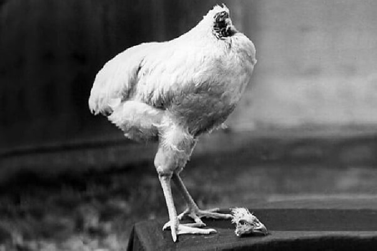 L’incroyable histoire d’un coq sans tête qui a vécu pendant 18 mois (vidéo)