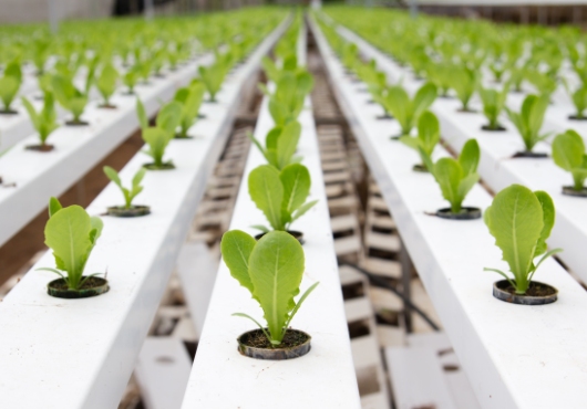 L’innovation verte au service du développement durable