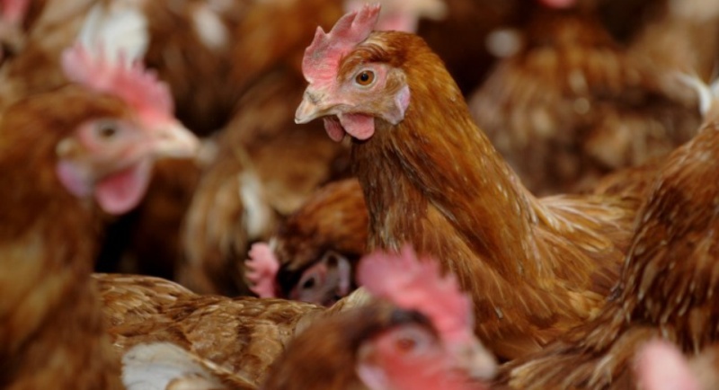 France / “Adoptez des poules” : une affiche provoque un mouvement de colère (photo)