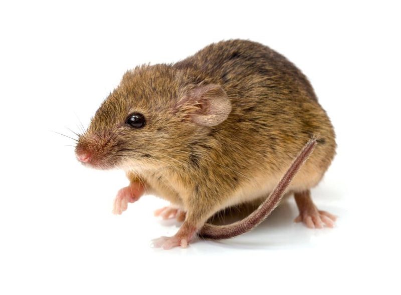 Lutte contre fièvre de Lassa/comment se débarrasser des souris : voici 3 astuces naturelles