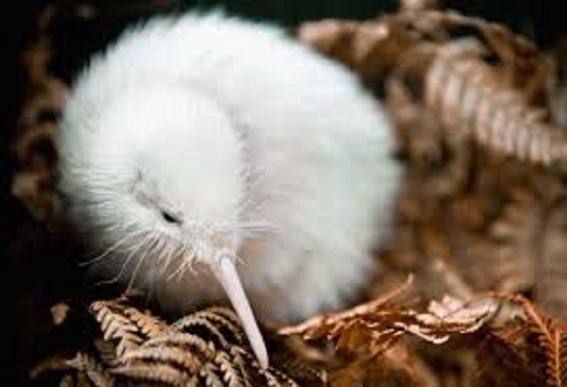 Manukura, le kiwi blanc le plus célèbre de la planète, est décédée