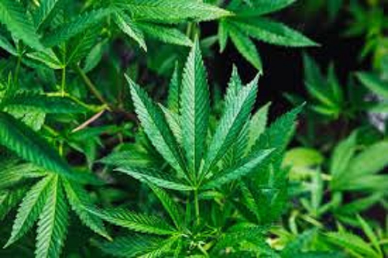 Mexique / Usage de cannabis : le projet de loi approuvé par le Sénat