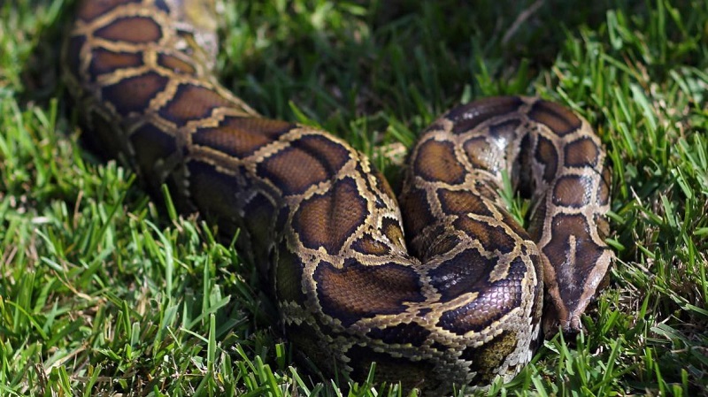 Il attrape un python de 4 mètres qui l’étrangle à mort
