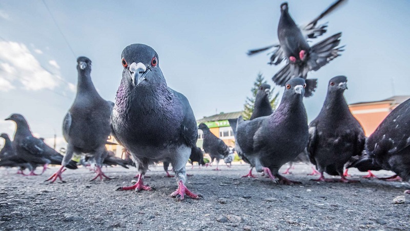 Mort depuis 6 ans, il est découvert grâce à des pigeons
