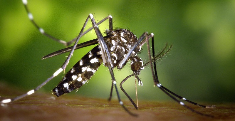 Floride : 750 millions de moustiques génétiquement modifiés pour combattre le Zika