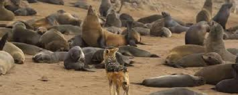 Namibie : des milliers de bébés otaries retrouvés morts